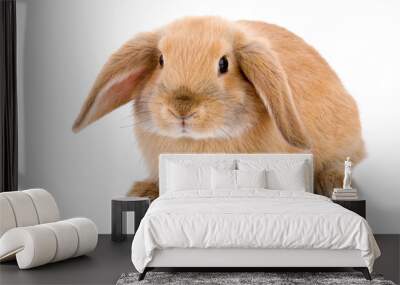 brown-white bunny, isolated on white Wall mural