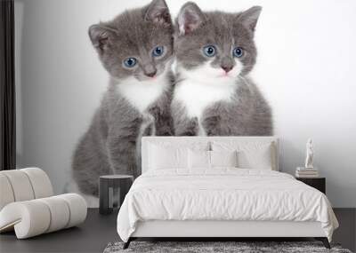 two blue eyed gray kitten isolated on white Wall mural