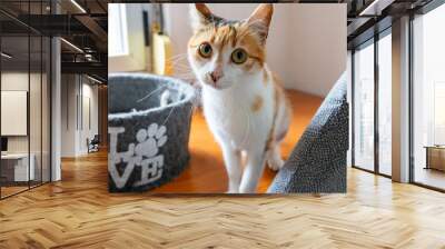 Cat. Cute cat looking at camera. Close up of orange and white cat. Cute cat sitting on the bed at home. Selective focus. Wall mural