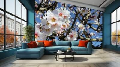 Blossoming almond tree (Prunus dulcis), one of the first trees to bloom, full of its bright white flowers. Wall mural