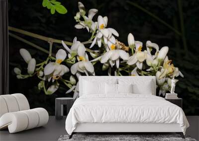 Bunch of white flowers on the plant itself, Moringa oleifera, a plant from the Moringaceae family, such as moringas, white acacia, horseradish, cedar, moringueiro and quince okra. Wall mural