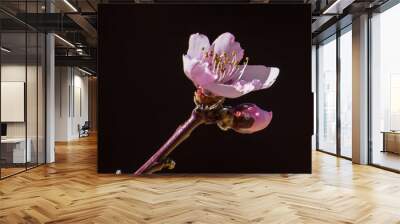 Pink Flower Wall mural