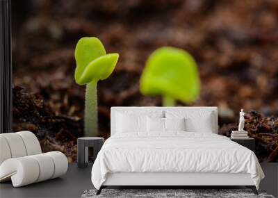 Two green basil sprouts shortly after sprouting from the ground Wall mural