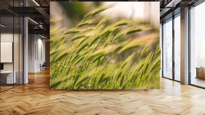 Wheat field Wall mural