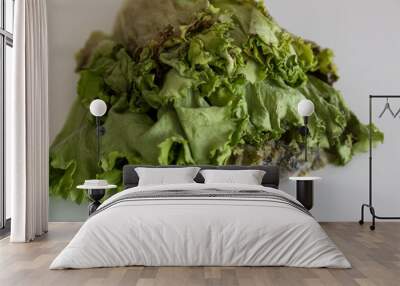 moldy lettuce is covered with mold on the white background for unhealthy concept. Wall mural