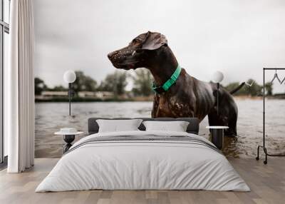 beautiful wet brown dog stands in river water and looks to the side Wall mural