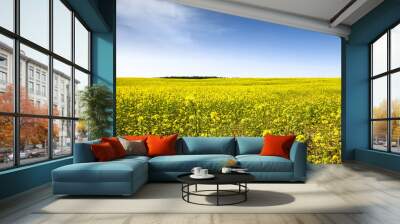 Rapeseed field with blossoming yellow canola flowers (genus Brassica) during a sunny summer day with blue sky landscape photography. Wall mural