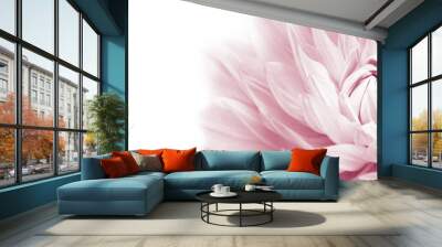 White and pink colourful dahlia flower macro photo with light pastel colors in white wide banner empty background panorama with large negative space for text and design. High key photo. Wall mural