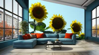 Sunflower Wall mural