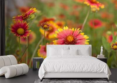 blanketflower gaillardia meadow Wall mural