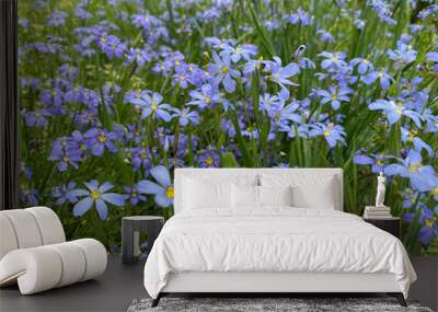 blue eyed grass Wall mural