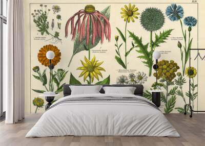 A sheet of antique botanical lithography of the 1890s-1900s with images of plants. Copyright has expired on this artwork. Wall mural