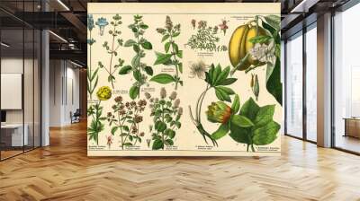 A sheet of antique botanical lithography of the 1890s-1900s with images of plants. Copyright has expired on this artwork. Wall mural