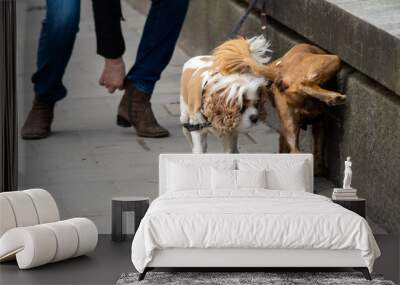 Two spaniel dogs, one of which urinates on the sidewalk. Wall mural