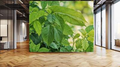 A lush green garden with vibrant leaves illuminated by the sun. Ideal for themes of nature, growth, and outdoor living. Wall mural