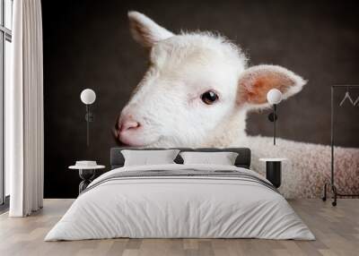 Baby Lamb Face Wall mural