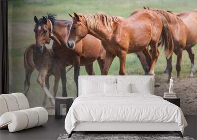 Red horse with long dark mane rearing up in dust Wall mural