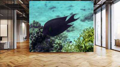 Beautiful Fish Swimming In The Red Sea In Egypt. Blue Water. Relaxed, Hurghada, Sharm El Sheikh,Animal, Scuba Diving, Ocean, Under The Sea, Underwater Photography, Snorkeling, Tropical Paradise. Wall mural