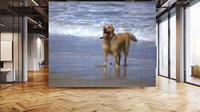 A dog plays with his ball on Margarita Beach.
The ball is a golden's best friend, or anything he likes to chase, if it is in the water much better! Wall mural