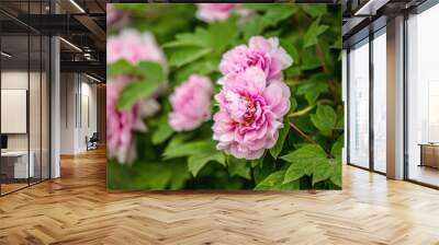 Moutan Peony Flower Bloom Wall mural