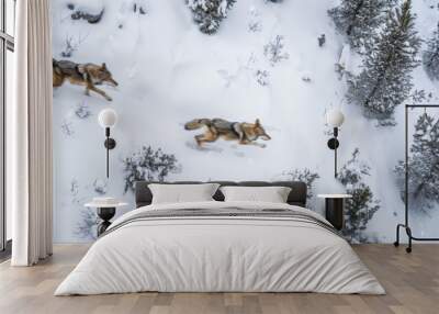 Aerial view of two wolves running through snowy winter forest landscape Wall mural