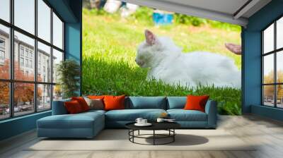 A beautiful white cat lying on a green grass on the sun Wall mural