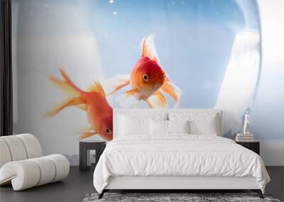 Goldfish in Aquarium Wall mural