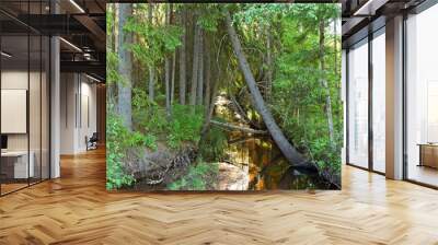 Dark forest on a sunny summer morning in Dalarna,sweden. Wall mural