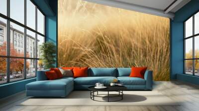 Autumn alpen valley with soft light yellow withered dry grass with spikelets in golden beams of sunset sun, closeup, blur. Serenity outdoor meadow in wild nature background. Wall mural