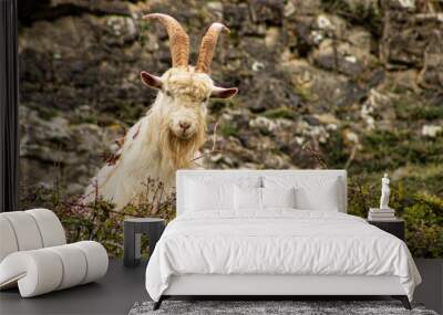 Cashmere goat on the Great Orme, Llandudno, North Wales, UK Wall mural