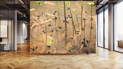 Tadpoles in the small lake in spring. Wall mural