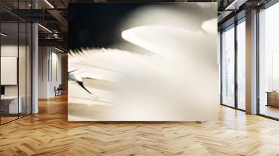 Mute swan (Cygnus olor) feathers, macro close-up Wall mural