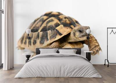 turtle in front of white background Wall mural