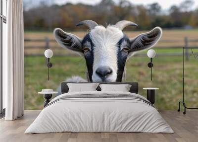 Close up of black and white goat on sunny meadow Wall mural