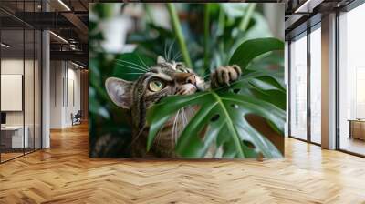 Close up of tabby cat trying to eat tropical Monstera houseplant Wall mural