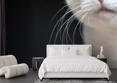 Close up of white cat whiskers on dark background Wall mural