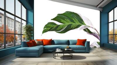 Leaf of exotic 'Calathea White Fusion' Prayer Plant houseplant isolated on white background Wall mural