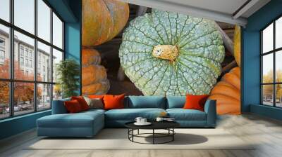 Top view of green 'Marina di Chioggia' pumpkin with bumpy skin Wall mural