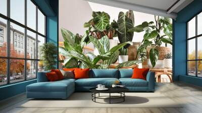 urban jungle. different tropical houseplants like philodendron or chinese evergreen in basket flower Wall mural