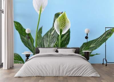 White tropical Spathiphyllum plant spadix flower on blue background Wall mural