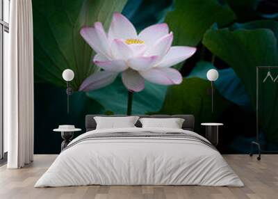 water lily in the pond Wall mural