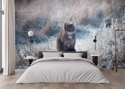 Grey cat on a cold winter day outside Wall mural