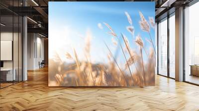 Close-up of tall grass in a field with a bright blue sky and sunlight in the background. Wall mural