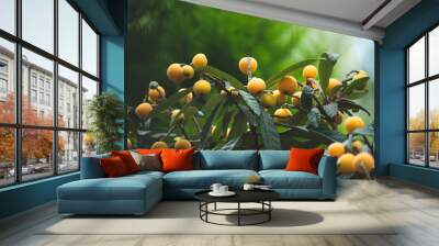 ripe and fresh loquat on tree Wall mural