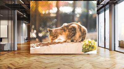 street cat eating food
 Wall mural