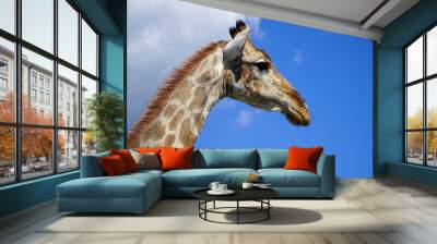  Giraffe looking into the lens Wall mural