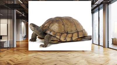 Coahuilan Box Turtle Wall mural