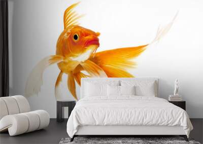 golden koi fish Wall mural