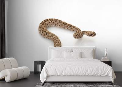 western diamondback rattlesnake Wall mural