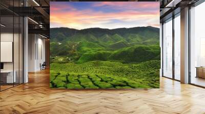 Sunset over the tea plantation in Cameron highlands, malaysia Wall mural